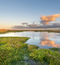 Wetland