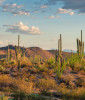 Arizona